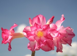 adenium desert rose triple flower amazing growing