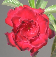 Adenium plants grafted growing flower