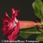 adenium plant pruple rain