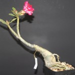 Bonsai Adenium