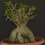 desert rose plant bonsai