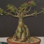 adenium bonsia style plant