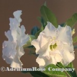 desert rose plant flwoer image