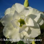 desert rose flower white house triple white 