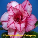 Adenium plant desert rose flowering succulent plant hybrid flower