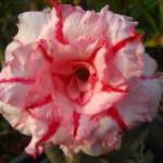 Hybrid desert rose plant flower