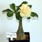 Actual true yellow desert rose flower hybrid