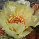 optunia prickly pear flower