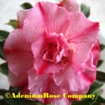 Desert rose plant baby bengy pink on pink!