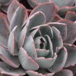 Echeveria afterglow great contrast blue pinkish red leaf tips