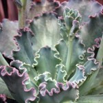 Echerveria flowering succulent