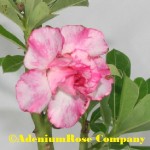 New adenium flowering succulent plant hiphob. Medium size desert rose flower.