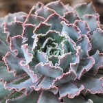 echeveria flowering succulent rare plant 