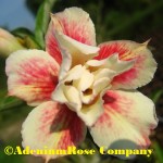 Adenium plant Kitty