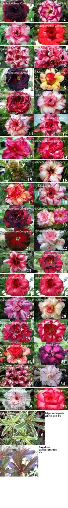 2014 list 2 adenium flower types