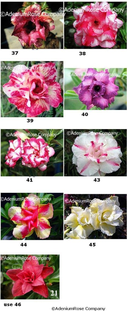 desert rose flowering adenium images