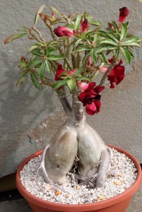 desert rose flowering succulent