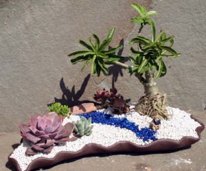 miniature garden with adeniums and other succulents