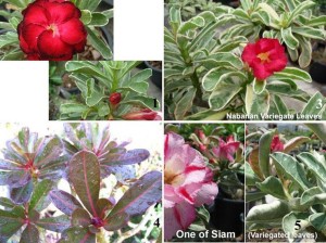 Several varieties of desert rose plants with variegated leaves