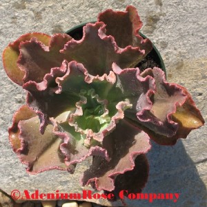 Echeveria gibbiflora are ready