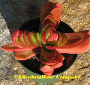 flowering succuelnt plant