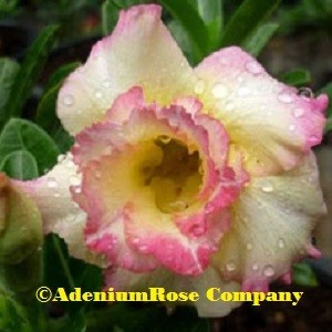 new 2015 Fancy Yellow adenium plant released