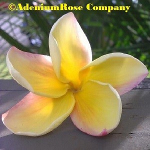 flower hawaii plumeria plant