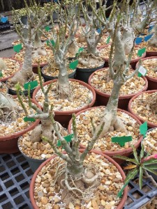 adenium three flowers in one plant