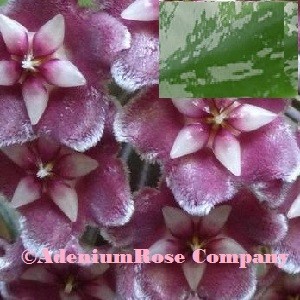 Hoya plant pubicalyx splash with two tone leaves