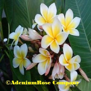 plumeri plant flowering