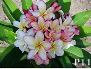 Plumeria flowering plant