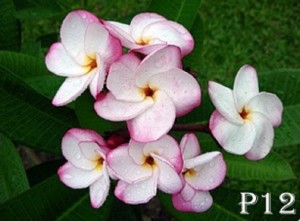 flangani plant pink white flower