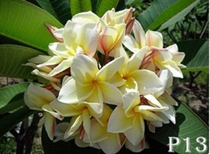 plumeria yellow stripe