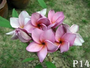 plumeria flowering violet