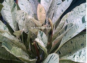 Maya plumeria plant