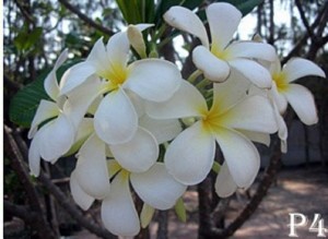 white plumeria flower