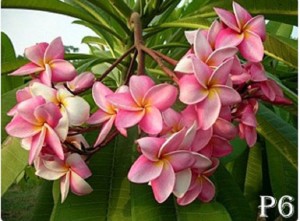 Plumiera plant pink flowers