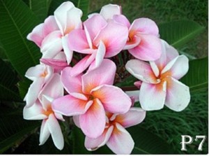 Plumieral flowering pink and white