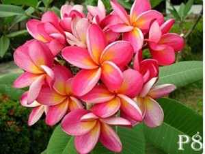 tropical flowering plumeria