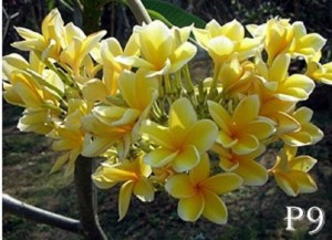 Plumeria plants flower list - which ones do you like?