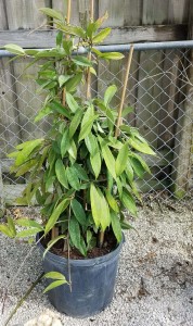 rare hoya plant