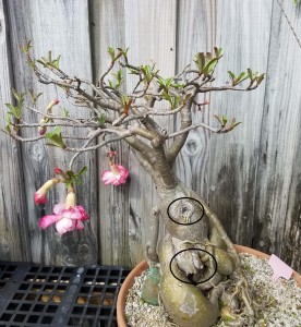 desert rose plant large