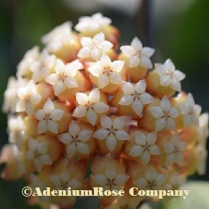 Hoya Chicken Farm plant