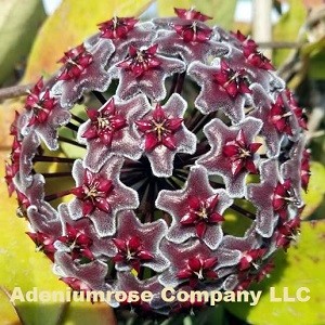 hoya flower pubicalyx red button