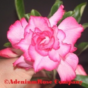 desert rose flower