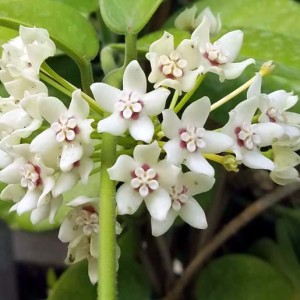 Flowering hoy aplant australis ssp tenuipes