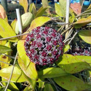 Hoya plant with leaft damage