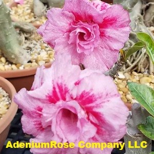 Desert rose plant