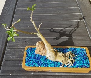 adenium plants natural bonsai