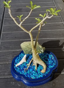 desert rose plant bonsai